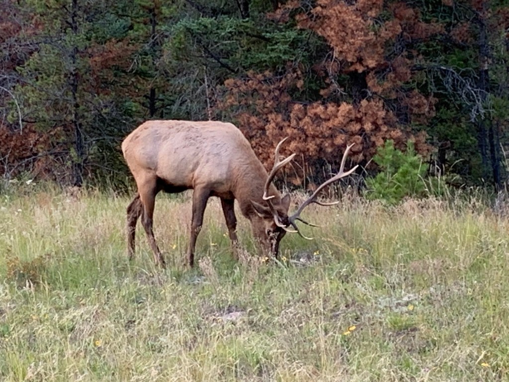 Starry nights in&nbsp;Jasper