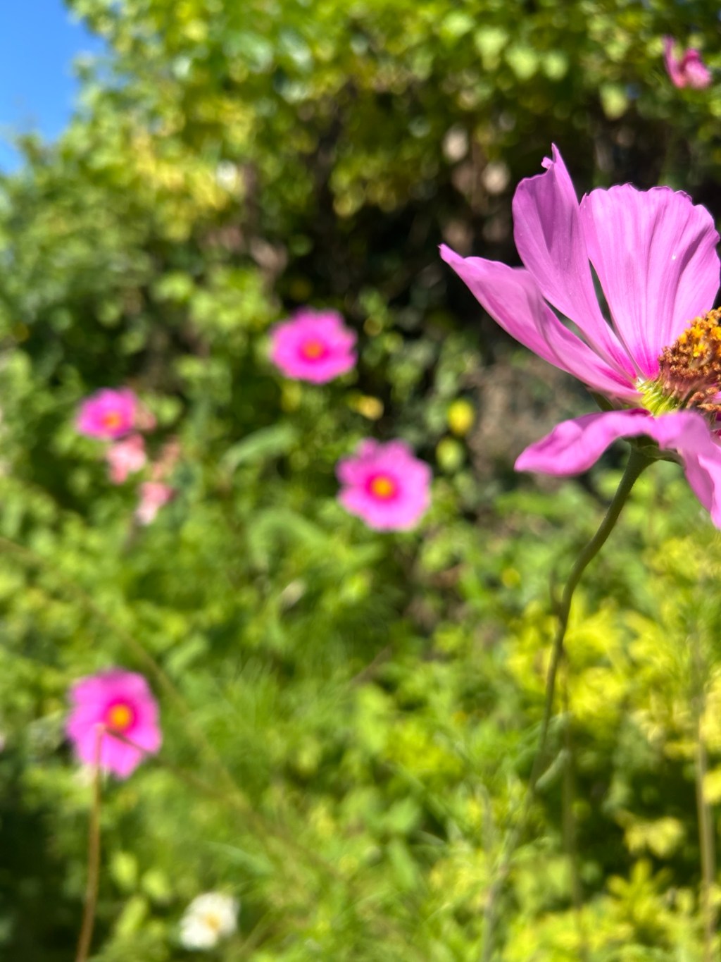 A day trip to Giverny and&nbsp;Vernon